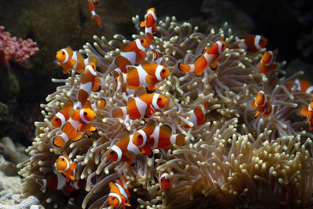 Denizlerdeki iklim değişiklikleri, dünyanın en hassas ekosistemlerinden biri olan kıyı mercan resiflerini olumsuz etkileyebilir. 