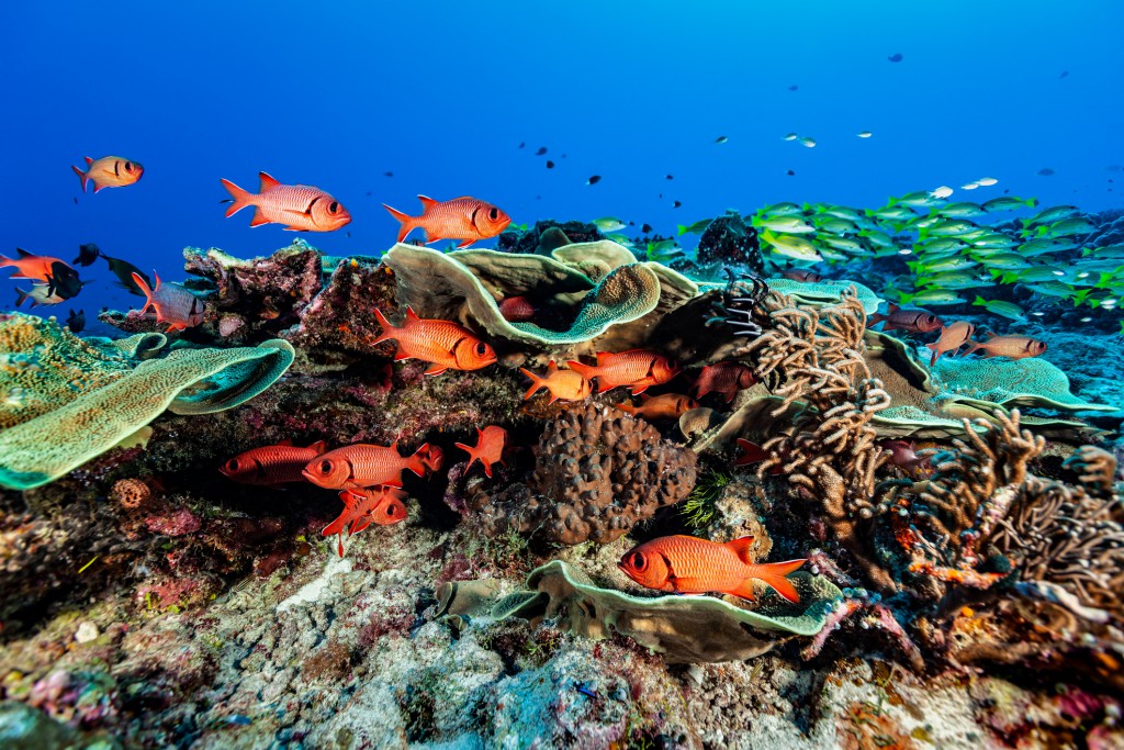 Mercan resifleri, sığ sularda yaşayan mercan poliplerinin zamanla birikerek oluşturduğu karmaşık yapılar olan kıyı resifleridir.