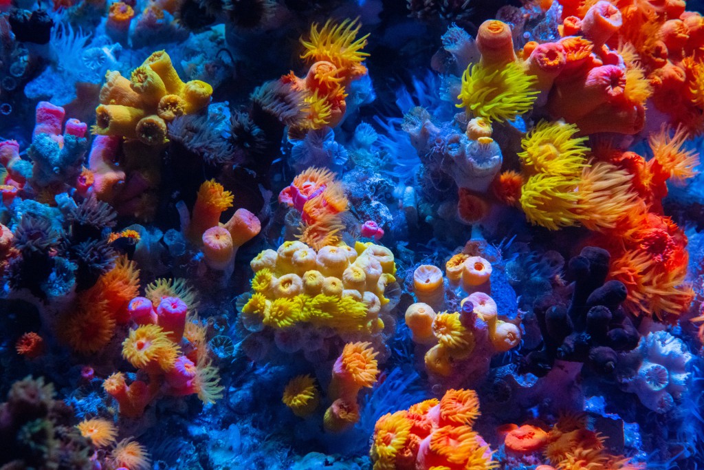 Mercan resiflerinin kıyı, set ve mercan adalar olarak farklı tipleri mevcuttur.