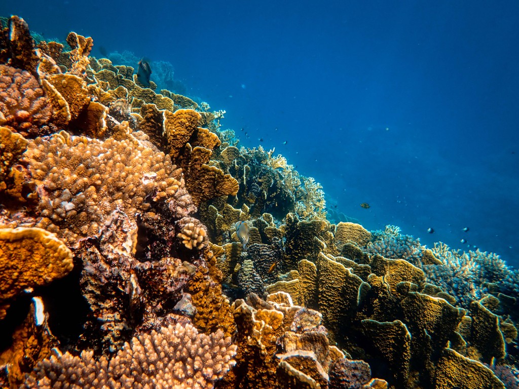 Kıyı bölgelerinde bulunan mercan resifleri, daha zengin deniz yaşamını destekleyerek dengeli bir ekosistem oluşturur. Süngerler, kabuklular, balıklar ve diğer deniz organizmaları gibi çeşitli türlerin yaşamasına olanak sağlarlar.