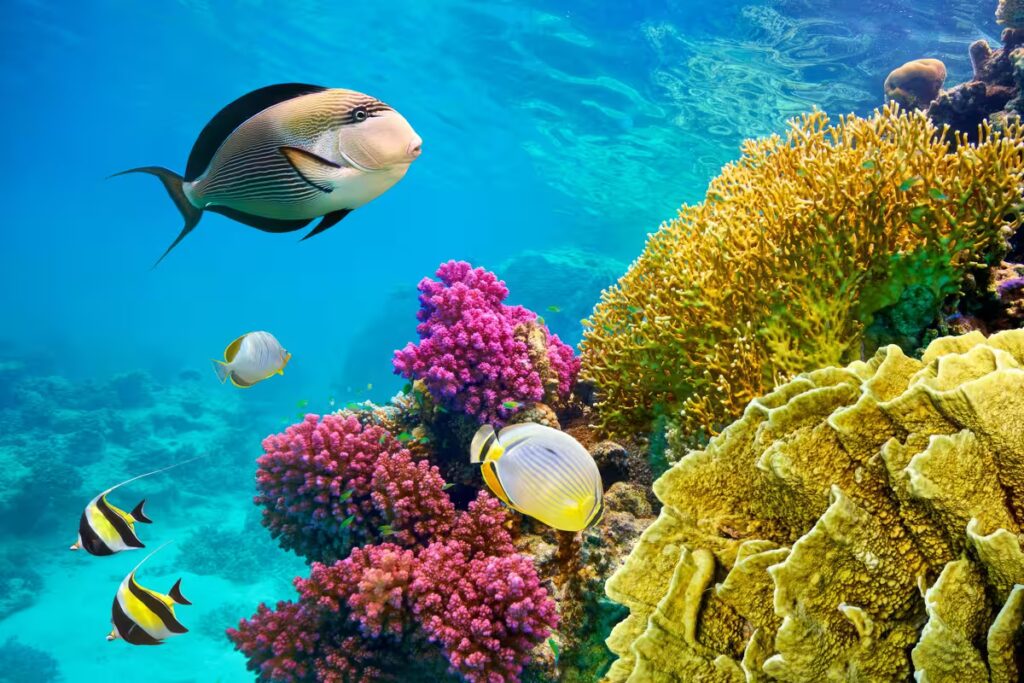 Kızıldeniz Sharm el Sheikh'te renkli balıklarla dolu sağlıklı bir mercan resifi ekosistemi